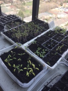 Seedlings awaiting planting