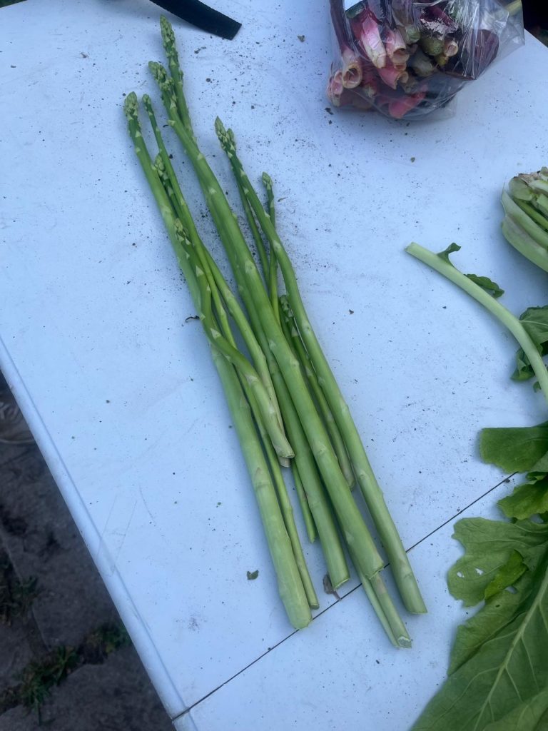 Asparagus harvest begins