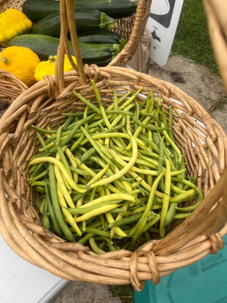 Bean harvest