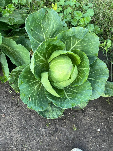 Cabbage ready to pick