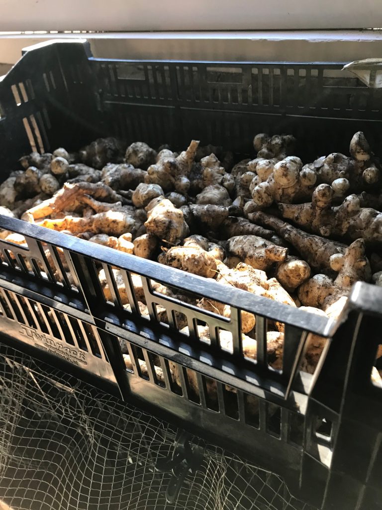 Jerusalem artichoke harvest 2024