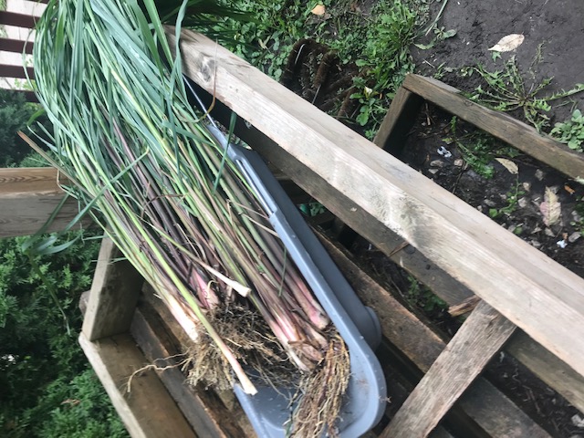 Lemongrass harvest