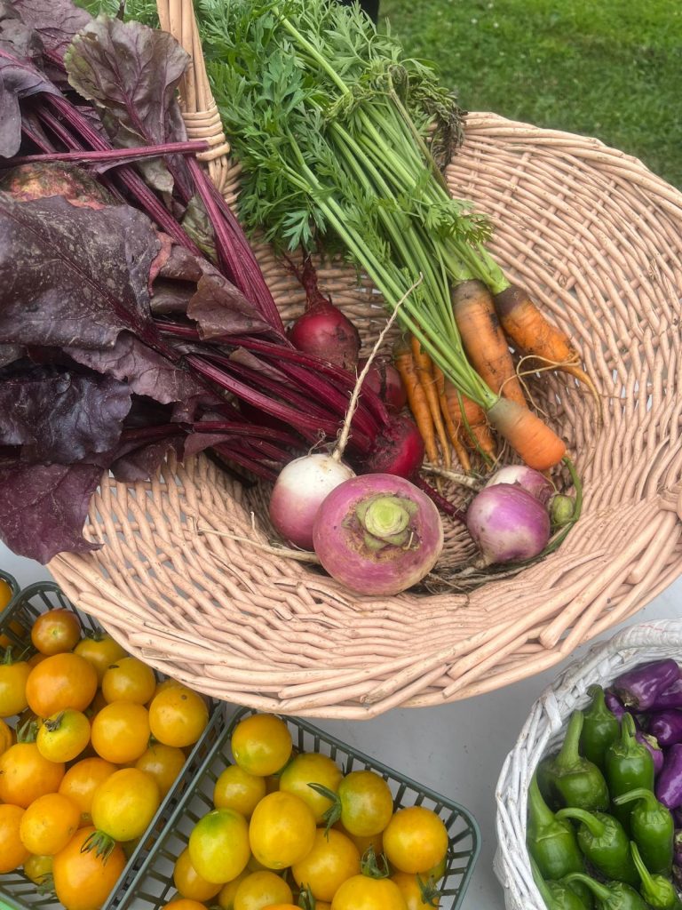 Turnips, beets and carrots harvested