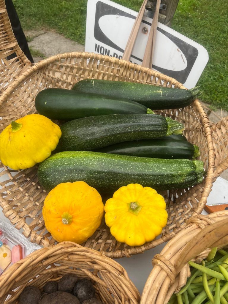 Summer Squash harvest