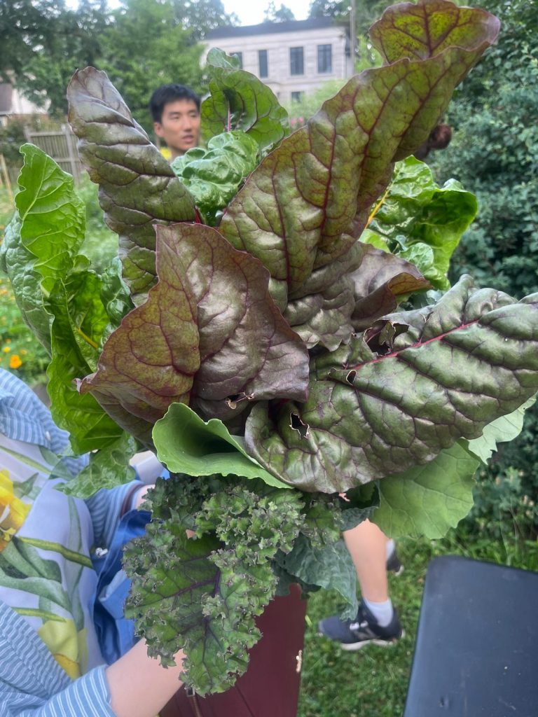 Swiss Chard harvested