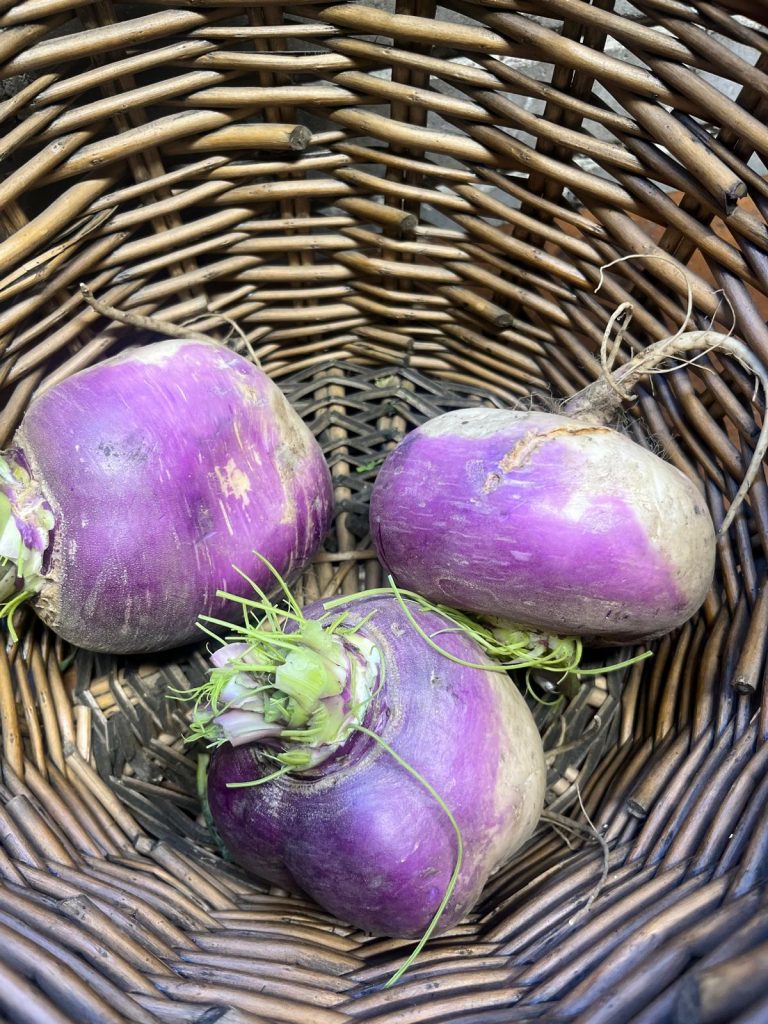 Harvested turnips